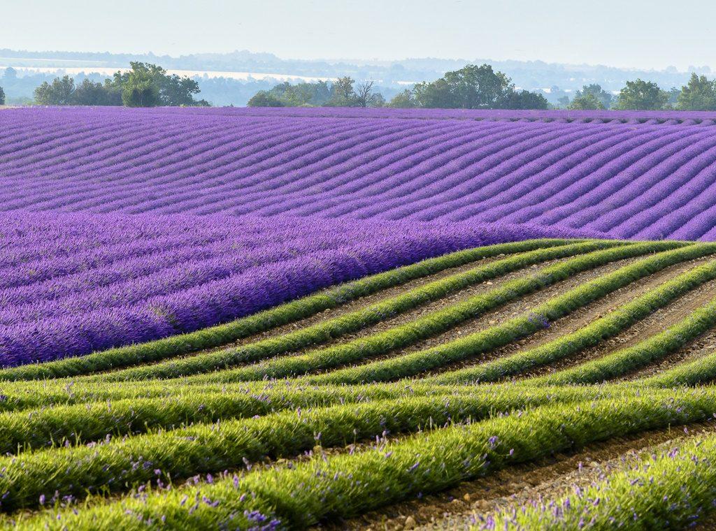 Experience the Lavender Fields in Provence