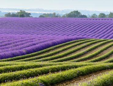 Experience the Lavender Fields in Provence